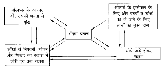 NCERT Solutions for Class 11 History Chapter 1 (Hindi Medium) 1