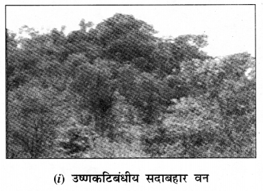NCERT Solutions for Class 7 Social Science Geography Chapter 6 (Hindi Medium) 3