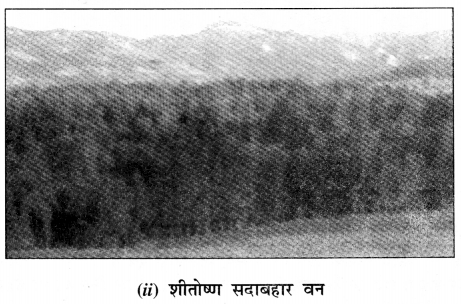 NCERT Solutions for Class 7 Social Science Geography Chapter 6 (Hindi Medium) 4